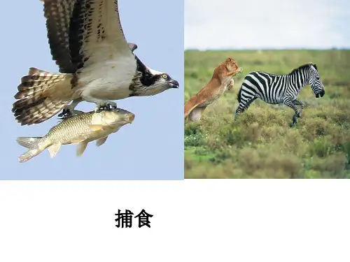 人教版八上第二章第一节动物的运动(共48张PPT)