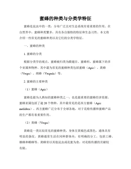 蜜蜂的种类与分类学特征