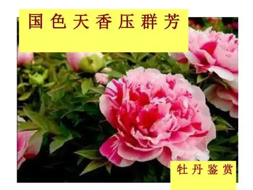 《牡丹》ppt课件