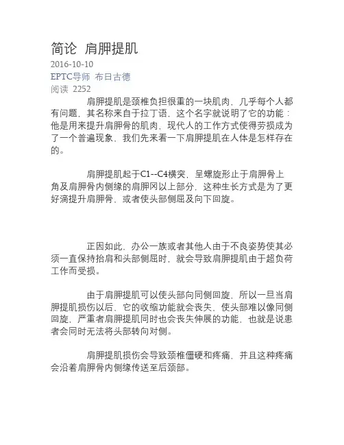 简论 肩胛提肌