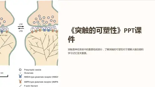 《突触的可塑性》课件