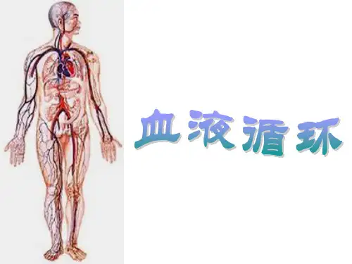 血液循环