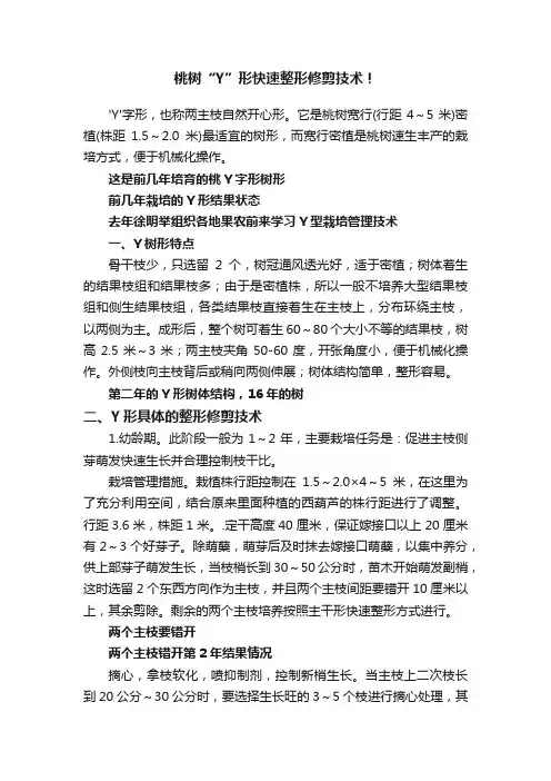 桃树“Y”形快速整形修剪技术！