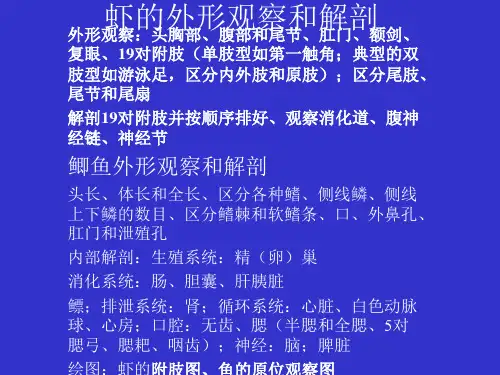 虾的外形观察和解剖汇总