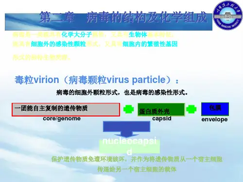 病毒的结构