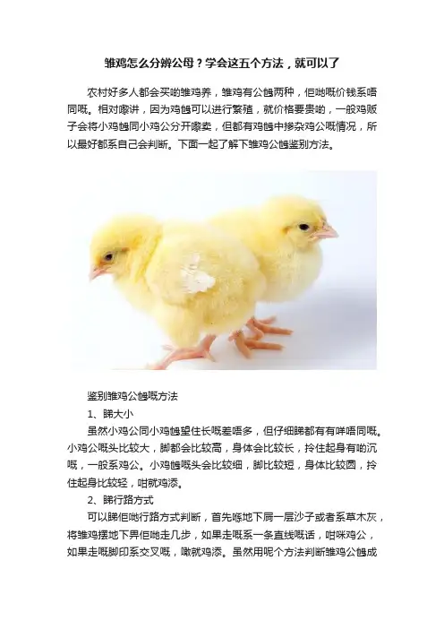 雏鸡怎么分辨公母？学会这五个方法，就可以了