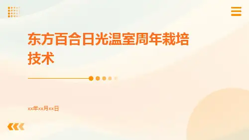 东方百合日光温室周年栽培技术