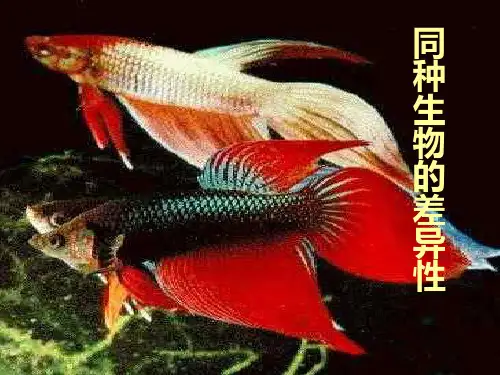同种生物的差异性2PPT课件