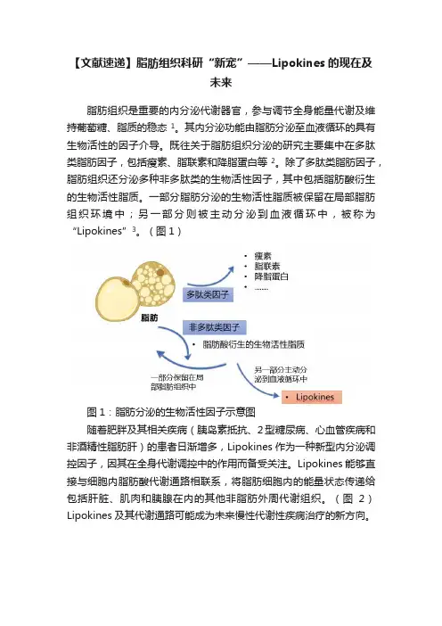 【文献速递】脂肪组织科研“新宠”——Lipokines的现在及未来