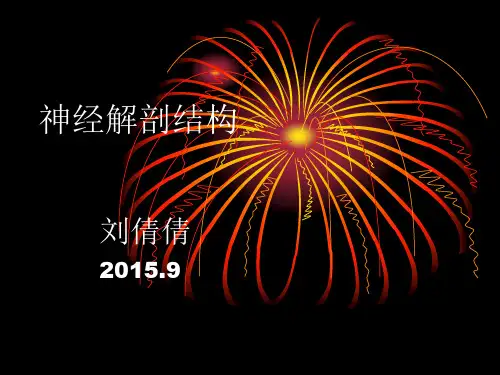神经解剖结构