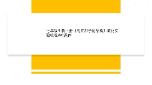 七年级生物上册《观察种子的结构》教材实验梳理PPT课件