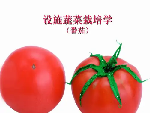 设施番茄概述课件