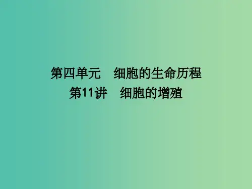 高考生物一轮复习 第四单元 细胞的生命历程 第11讲 细胞的增殖课件
