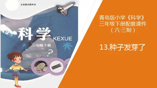 《种子发芽了》PPT课件