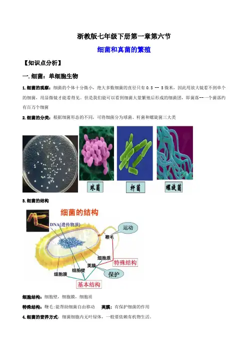 1.6细菌和真菌的繁殖(讲义)(解析版)