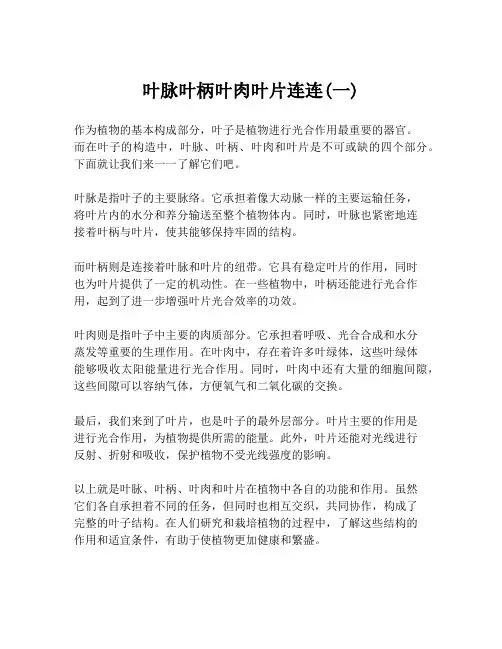 叶脉叶柄叶肉叶片连连(一)