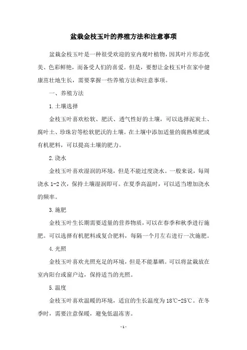 盆栽金枝玉叶的养殖方法和注意事项
