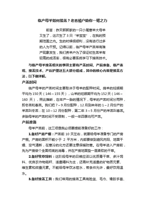 临产母羊如何接羔？老养殖户助你一臂之力