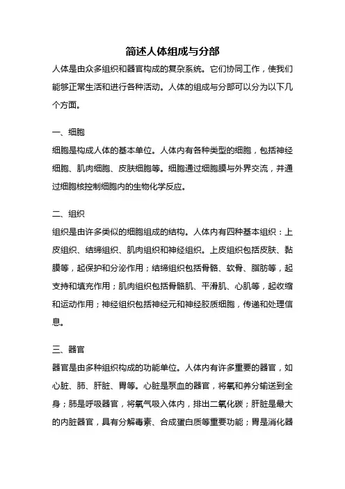 简述人体组成与分部