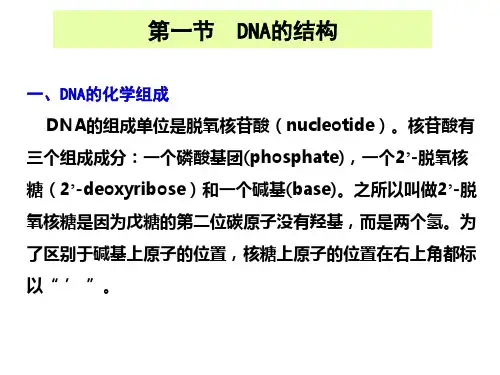 第一章 核酸的结构与性质