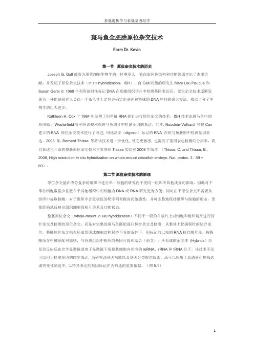 斑马鱼原位杂交实验方案