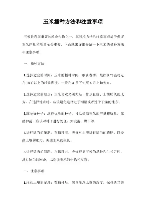 玉米播种方法和注意事项