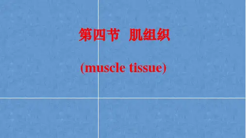 组织学与解剖学(肌组织、神经组织)