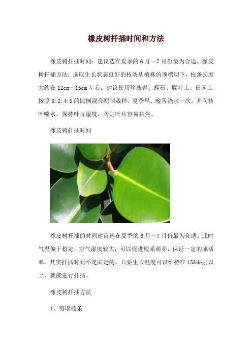 橡皮树扦插时间和方法