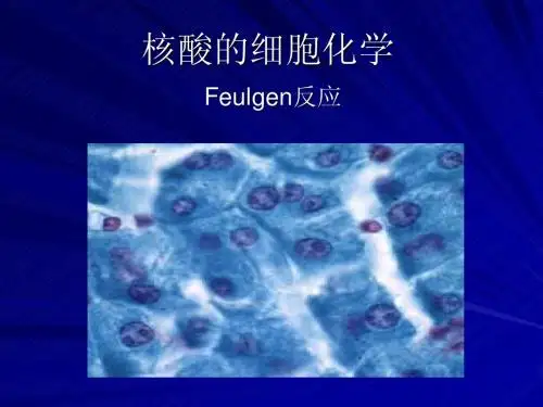 核酸的细胞化学
