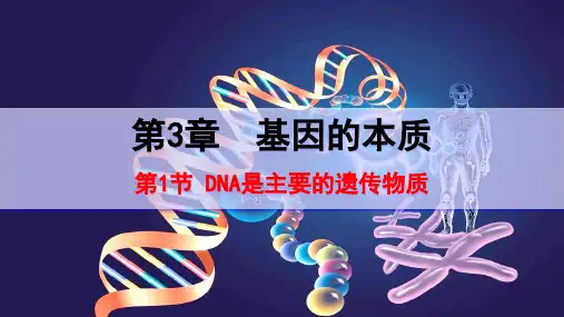 3.1 DNA是主要的遗传物质课件-高一下学期生物人教版(2019)必修2