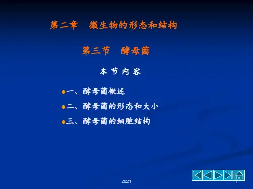酵母菌的形态结构PPT课件