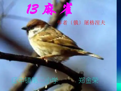 S版小学四年级语文上册《麻雀》课件