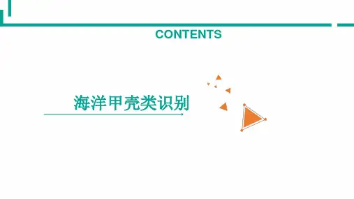 海洋甲壳类识别—虾类识别(海洋生物识别课件)
