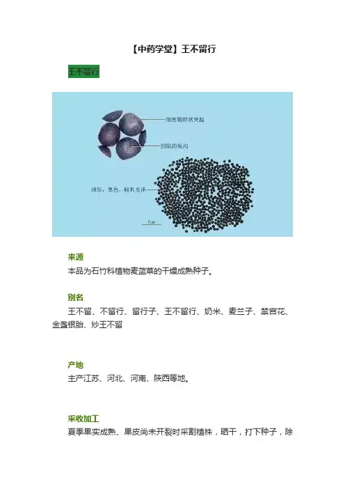 【中药学堂】王不留行