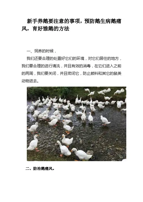 新手养鹅要注意的事项,预防鹅生病鹅痛风,育好雏鹅的方法