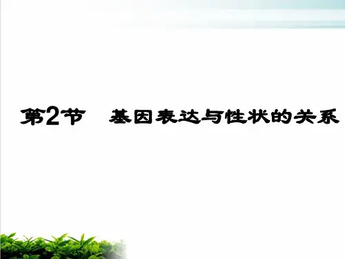 4.2 基因表达与性状的关系-人教版(2019)高中生物必修二课件(共20张PPT)【优秀课件】