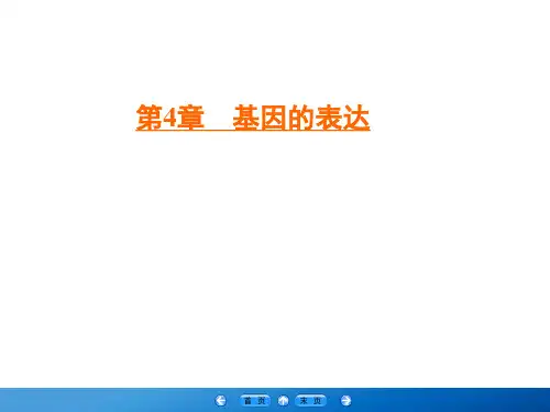 2019-2020学年人教版高中生物必修二学练测课件：第4章 基因的表达 第2节