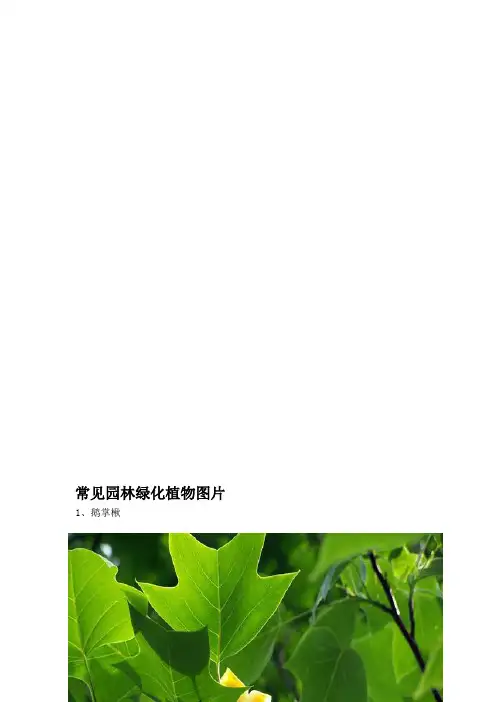 常见园林绿化植物图片精品