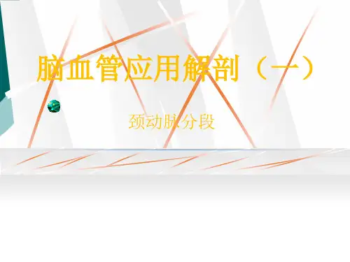 脑血管应用解剖