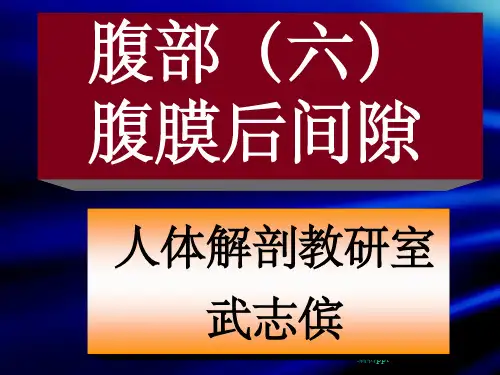 《腹部六腹膜后间隙》PPT课件