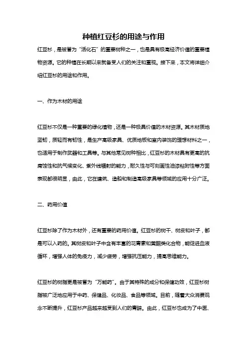 种植红豆杉的用途与作用