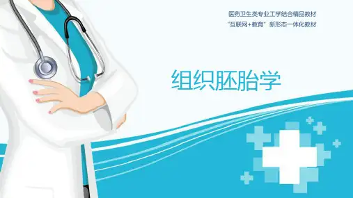 07 循环系统