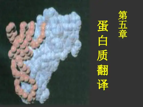分子生物学第5章蛋白质翻译