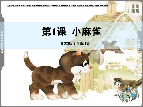 《小麻雀》教学课件(共30张PPT)