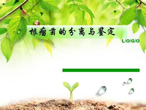 根瘤菌的分离与鉴定