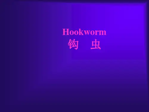 钩虫