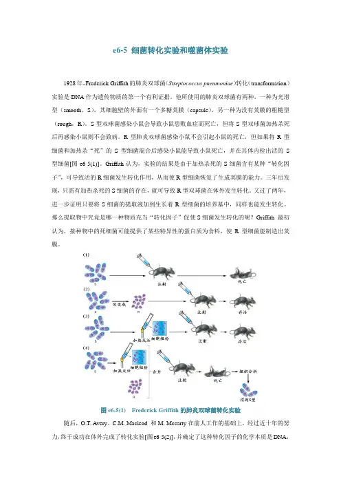 e6-5细菌转化实验和噬菌体实验