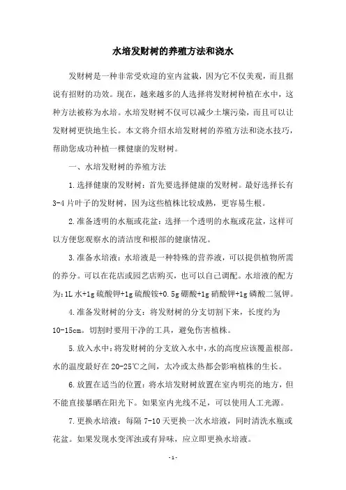 水培发财树的养殖方法和浇水