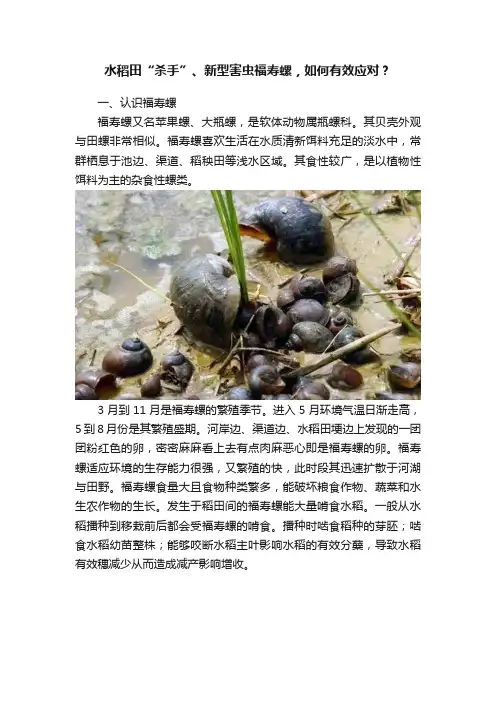 水稻田“杀手”、新型害虫福寿螺，如何有效应对？