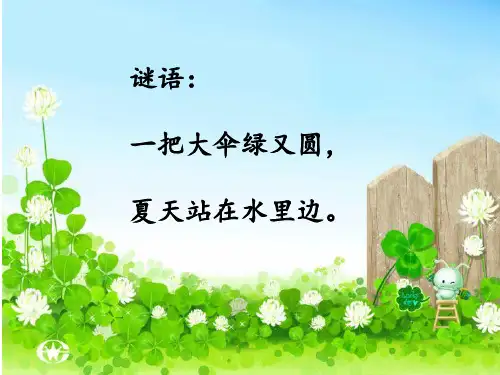 一年级语文下册课件_荷叶伞